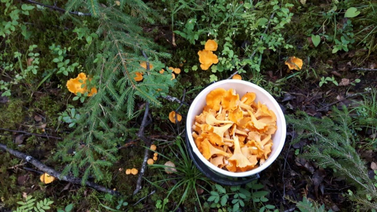 فندق Kujanpaeae | Paajoen Vuokramoekit Himos المظهر الخارجي الصورة