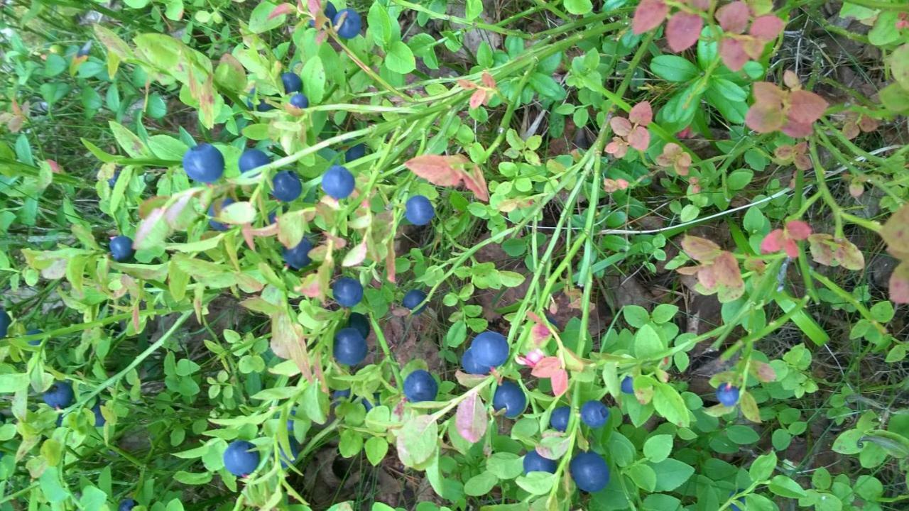 فندق Kujanpaeae | Paajoen Vuokramoekit Himos المظهر الخارجي الصورة