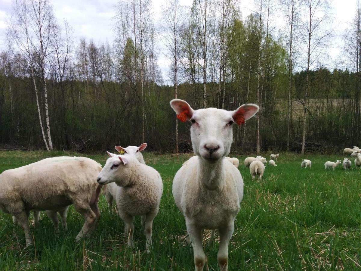 فندق Kujanpaeae | Paajoen Vuokramoekit Himos المظهر الخارجي الصورة