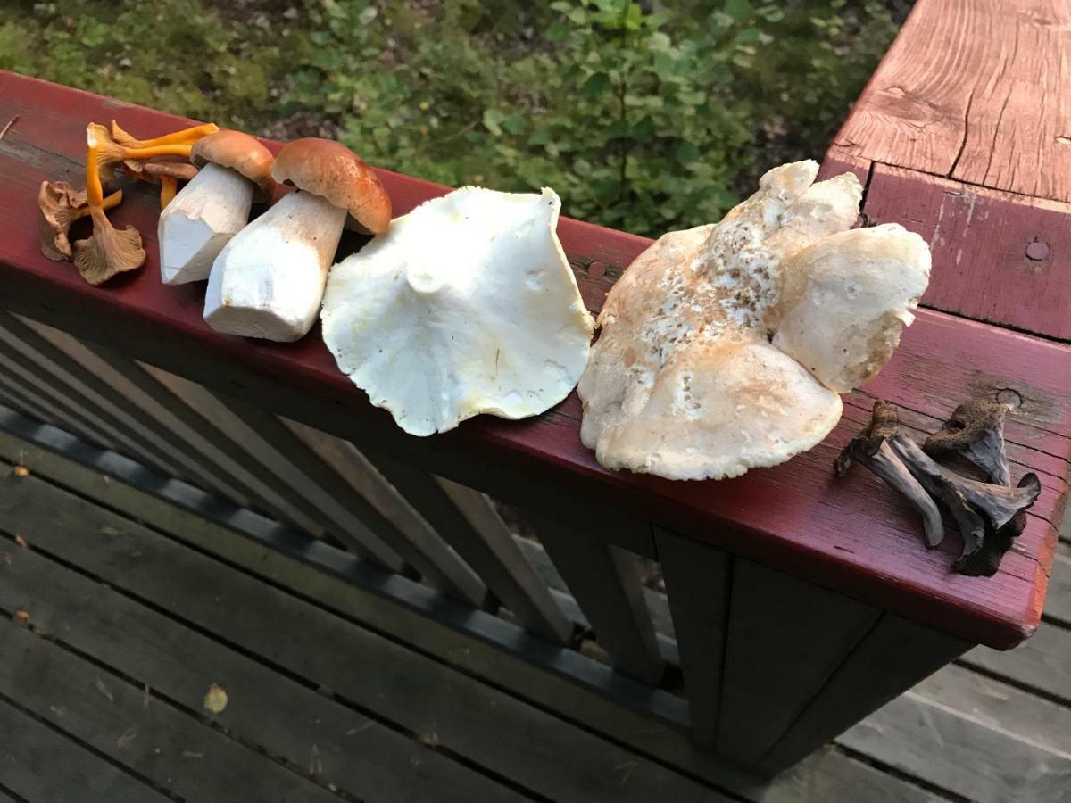فندق Kujanpaeae | Paajoen Vuokramoekit Himos المظهر الخارجي الصورة