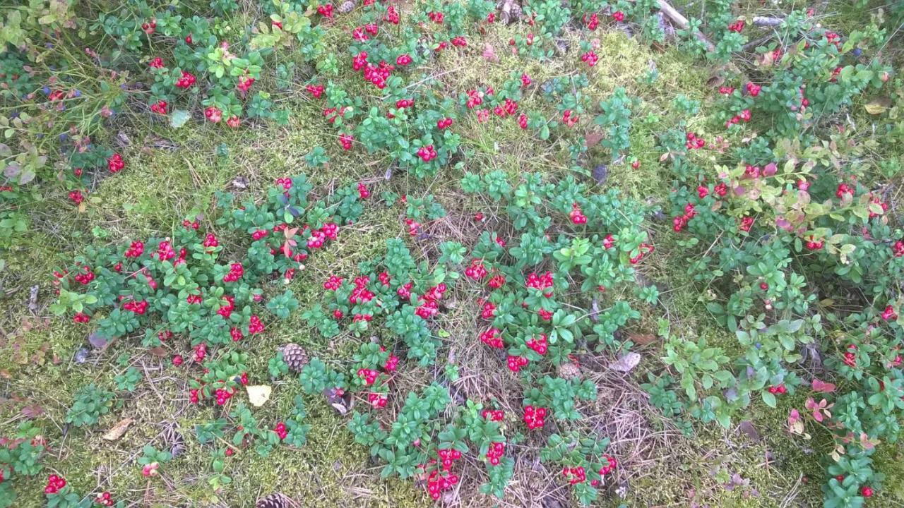 فندق Kujanpaeae | Paajoen Vuokramoekit Himos المظهر الخارجي الصورة